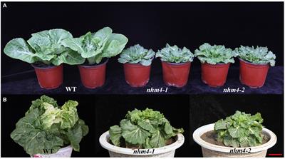 BrCPS1 Function in Leafy Head Formation Was Verified by Two Allelic Mutations in Chinese Cabbage (Brassica rapa L. ssp. pekinensis)